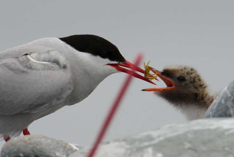 Arctic tern feeding isopod to chick, North Brother - June 29 2022 - Luc Bilodeau photo